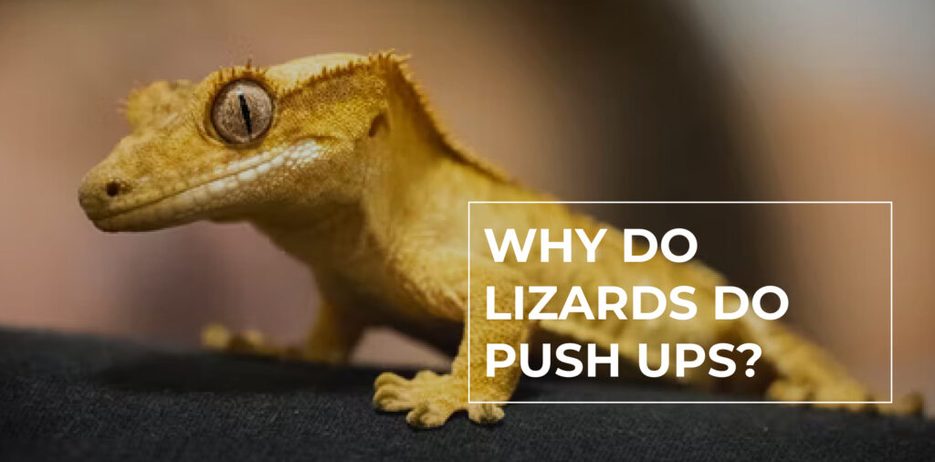 Why Do Lizards Do Push Ups? WhyDo