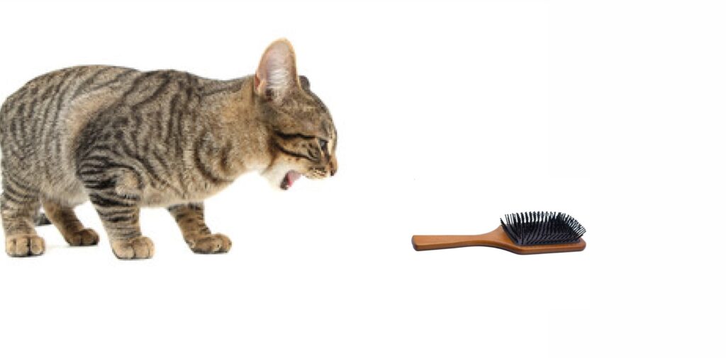Why Do Cats Gag at the Sound of Combs?