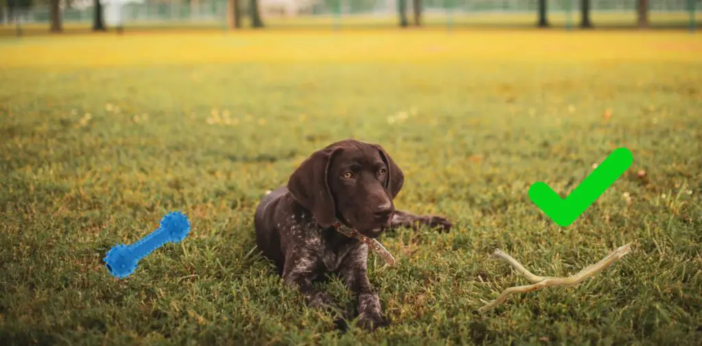 Why Do Dogs Love Sticks More Than Toys?