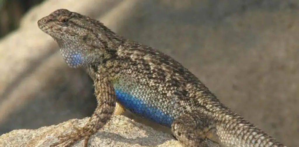 Why Do Blue Belly Lizards Do Push-Ups?