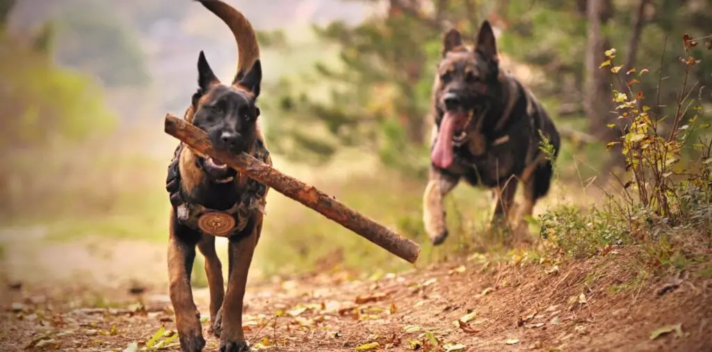 Is It Okay for Dogs to Chew Sticks?
