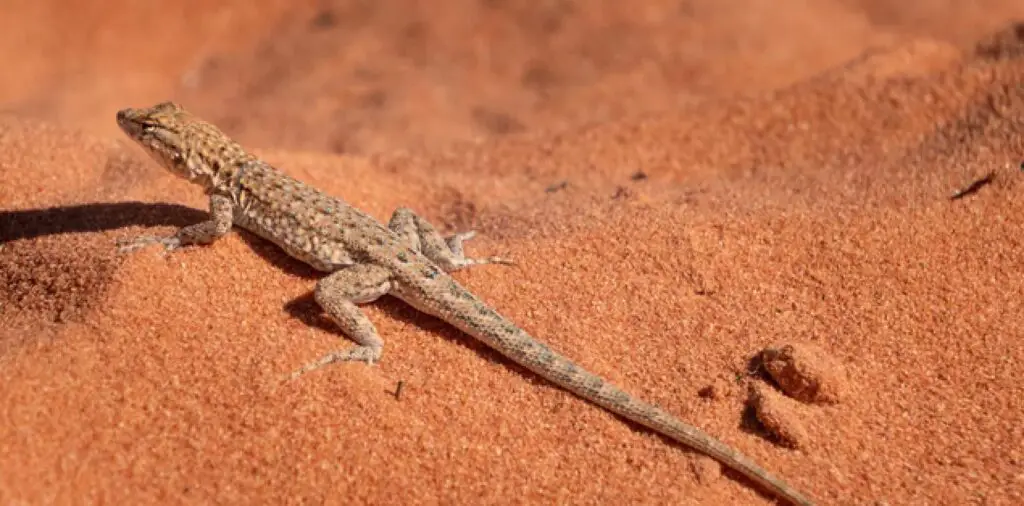 Why Do Desert Lizards Do Push-Ups?