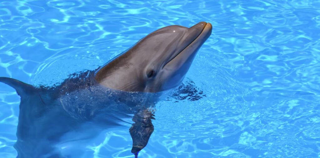 What Do Bottlenose Dolphins Eat?