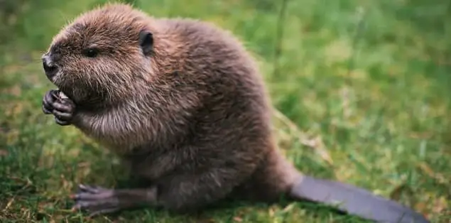 What Do Baby Beavers Eat?