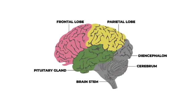 Parts of Brain