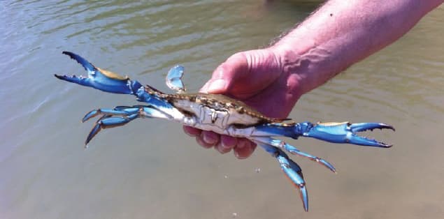 How Many Legs Do Blue Crabs Have?