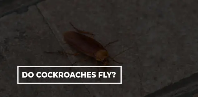 Do Cockroaches Fly