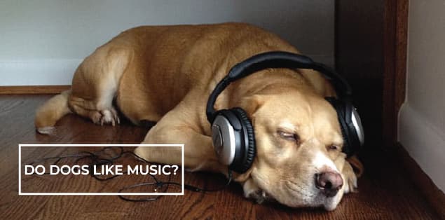 Do Dogs Like Music