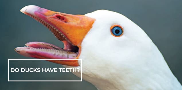 Do Ducks Have Teeth