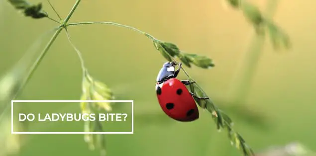 Do Ladybugs Bite