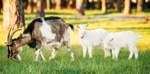 How Long Do Female Goats Live?