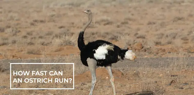 How Fast Can An Ostrich Run