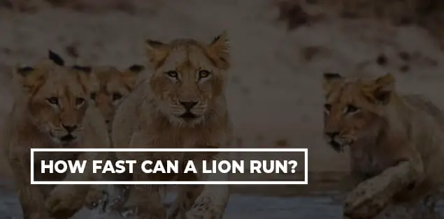 How Fast Can a Lion Run