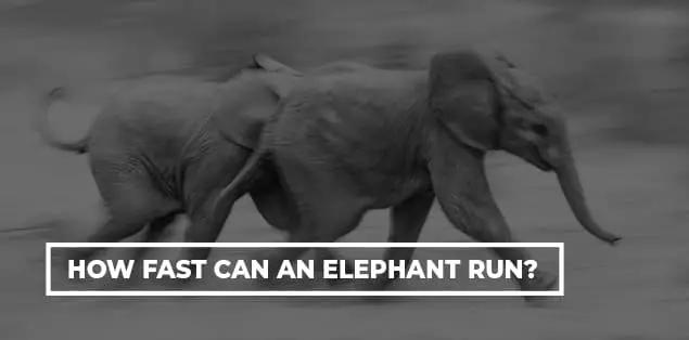How Fast Can an Elephant Run