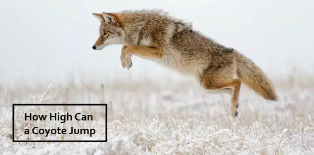How High Can a Coyote Jump