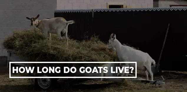 How Long Do Goats Live?