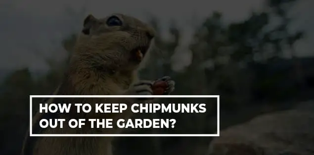 How to Keep Chipmunks Out of the Garden