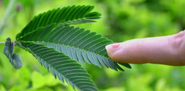 Do Plants Feel Pain?