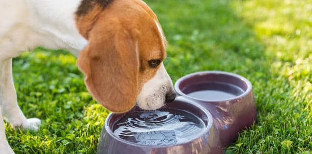 How to Make Pets Drink More Water in Winter?