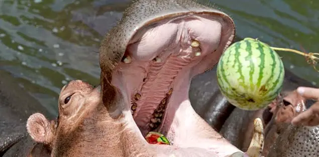 How Do Hippos Eat?