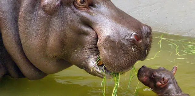 How Do Hippos Feed Their Babies?
