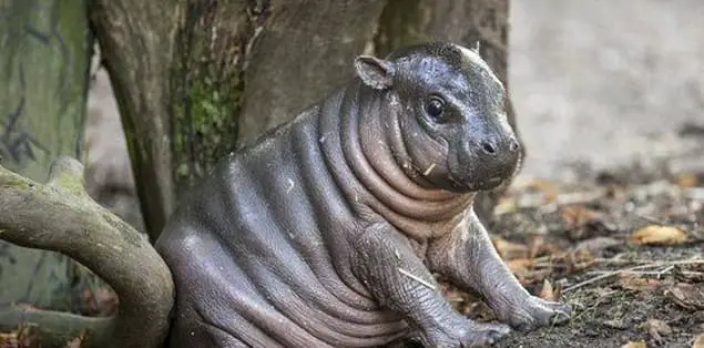 What Do Pygmy Hippos Eat?