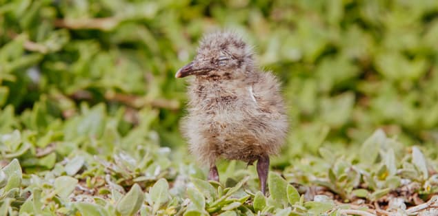 What Do Baby Seagulls Eat?