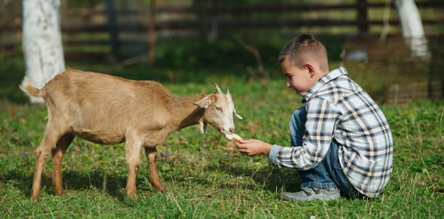 Who's the Friendliest Pet Goat Amongst All Goat Breeds? 