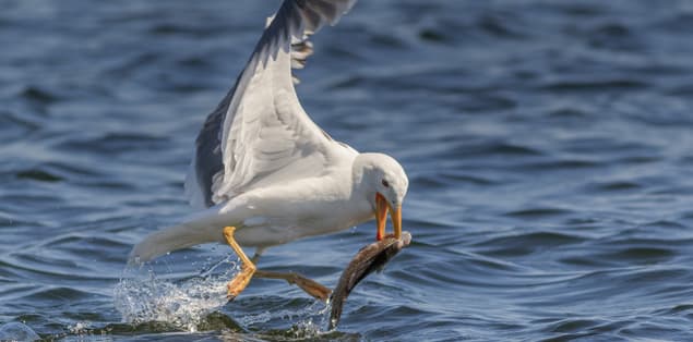 Do Seagulls Eat Fish?