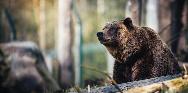How Fast Can a Kodiak Bear Run?