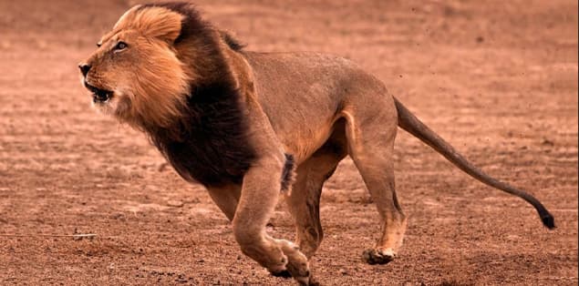 How Fast Can a Male Lion Run?