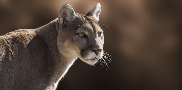 How Fast Can a Mountain Lion Run?