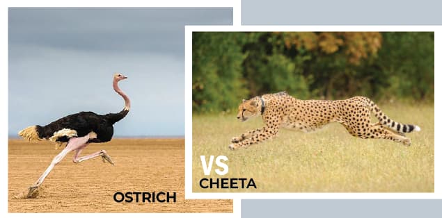 Is an Ostrich Faster Than a Cheetah?