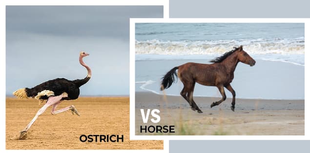 Is an Ostrich Faster Than a Horse?