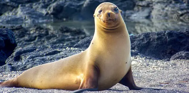 How Fast Can a Sea Lion Run on Land?