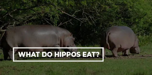 What Do Hippos Eat