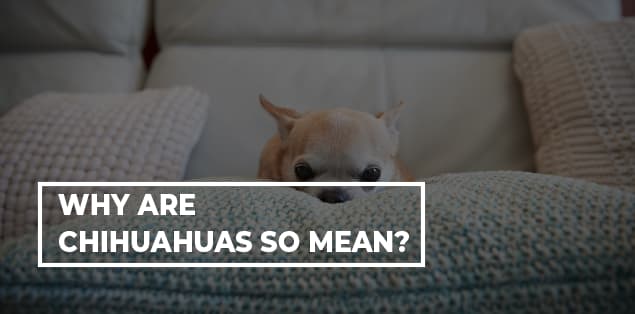 Why Are Chihuahuas So Mean