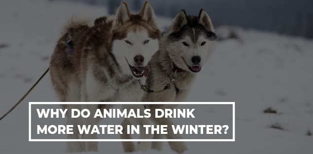 Why Do Animals Drink More Water in the Winter