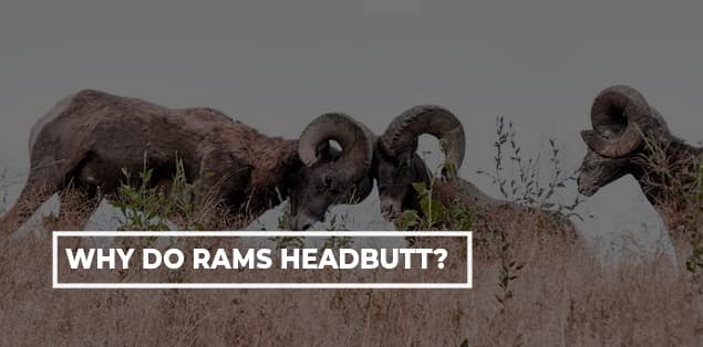Why Do Rams Headbutt