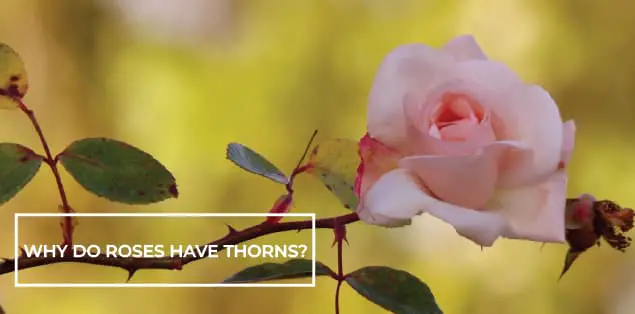 Why Do Roses Have Thorns
