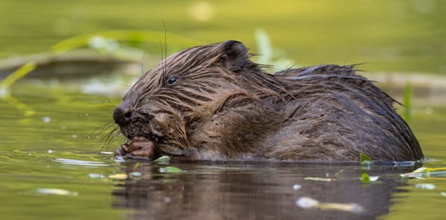 Do Beavers Eat Fish?