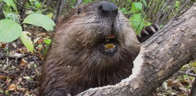 How Do Beavers Eat Wood?