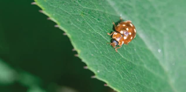 Do Brown Ladybugs/ Ladybug Larvae Bite?
