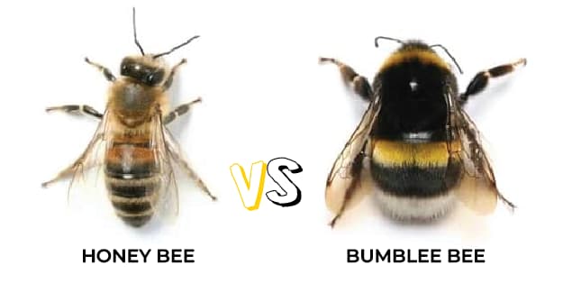 What's the Difference Between Bumblebee Hair and Honey Bee Hair?