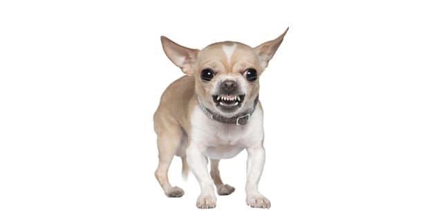 Why Are Chihuahuas So Angry?