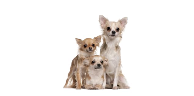 Do Chihuahuas Get Along With Other Dogs?