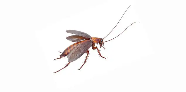 Can Cockroaches Fly?