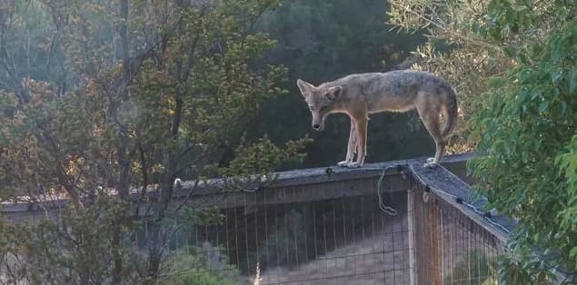 Can Coyotes Jump Fences?