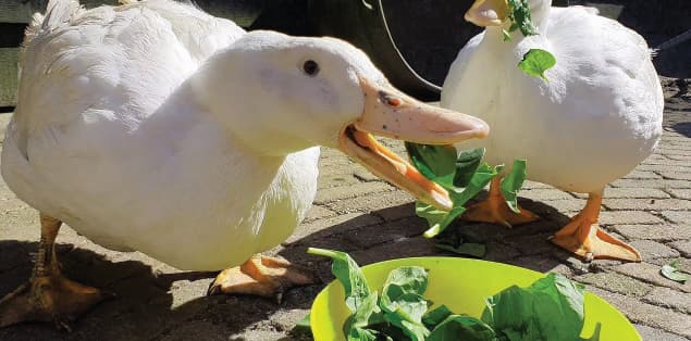 How Do Ducks Eat Their Food? 