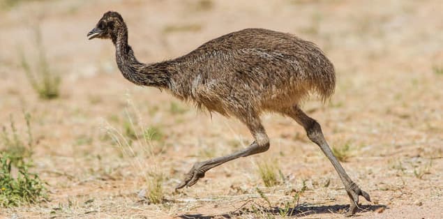How Fast Can an Emu Run?